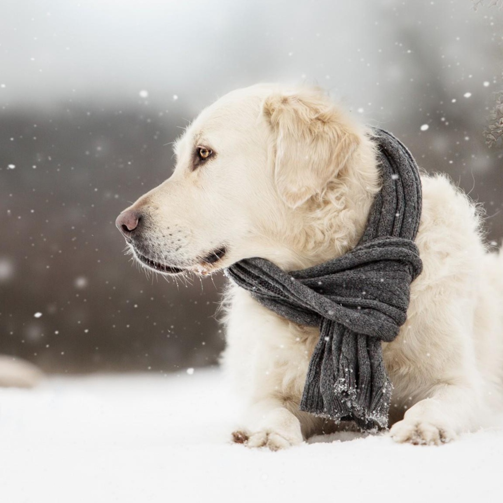 Собака породы золотистый ретривер с шарфом на шее лежит на снегу