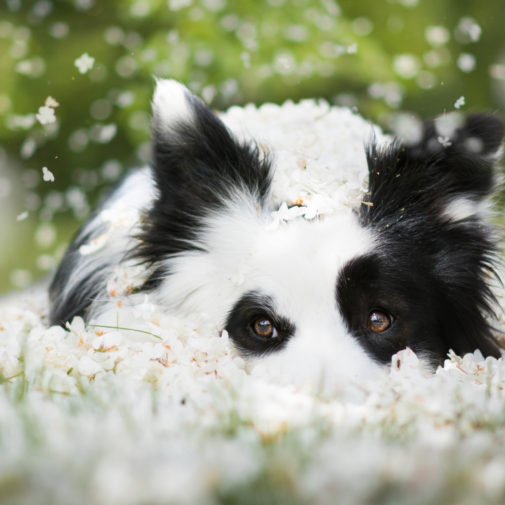 Собака породы Бордер-колли лежит на белых цветах 