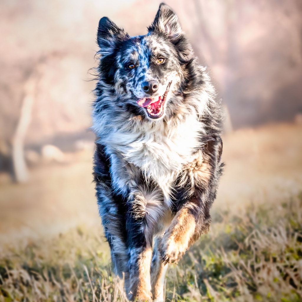 Собака породы Бордер-Колли бежит с высунутым языком по траве