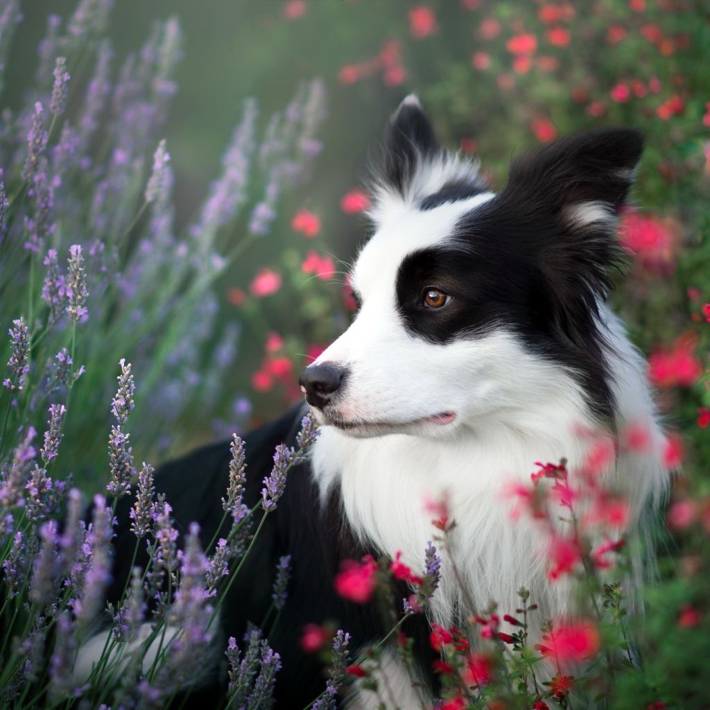 Собака породы Бордер-Колли сидит в полевых цветах