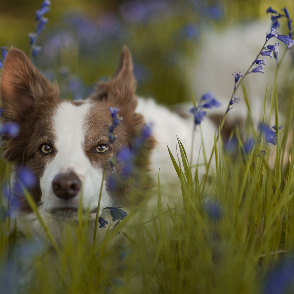 Собака породы бордер-колли лежит в синих полевых цветах