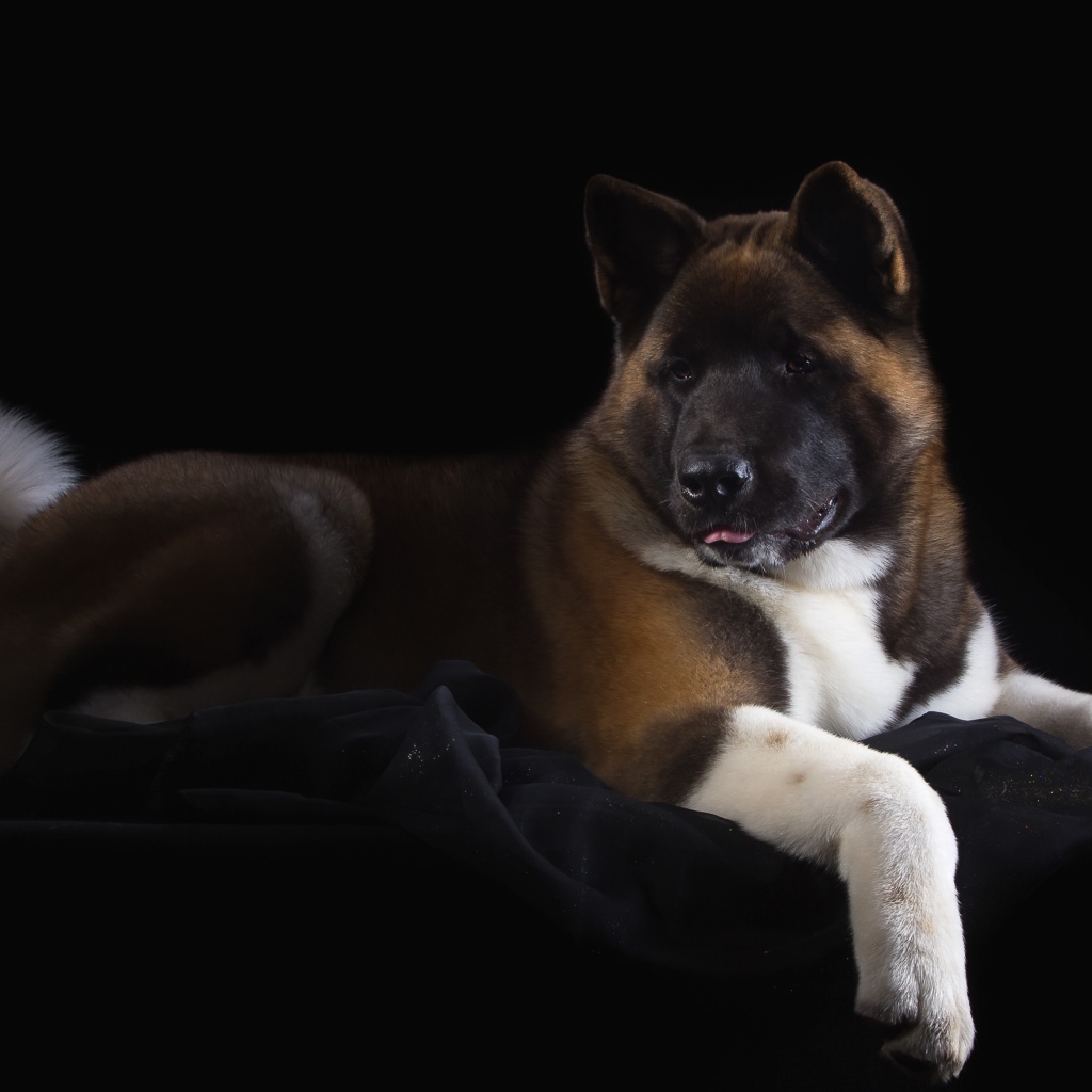 Пес породы Акита-ину на черном фоне