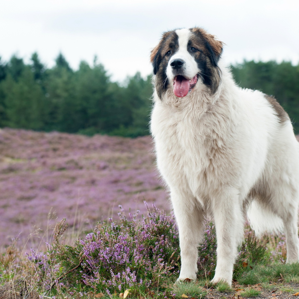 Собака породы московская сторожевая на поле с сиреневыми цветами