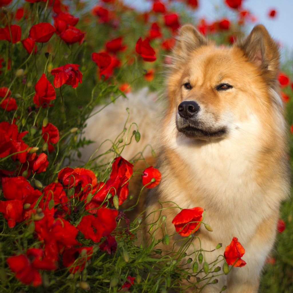 Собака породы Евразиер стоит в красных маках летом