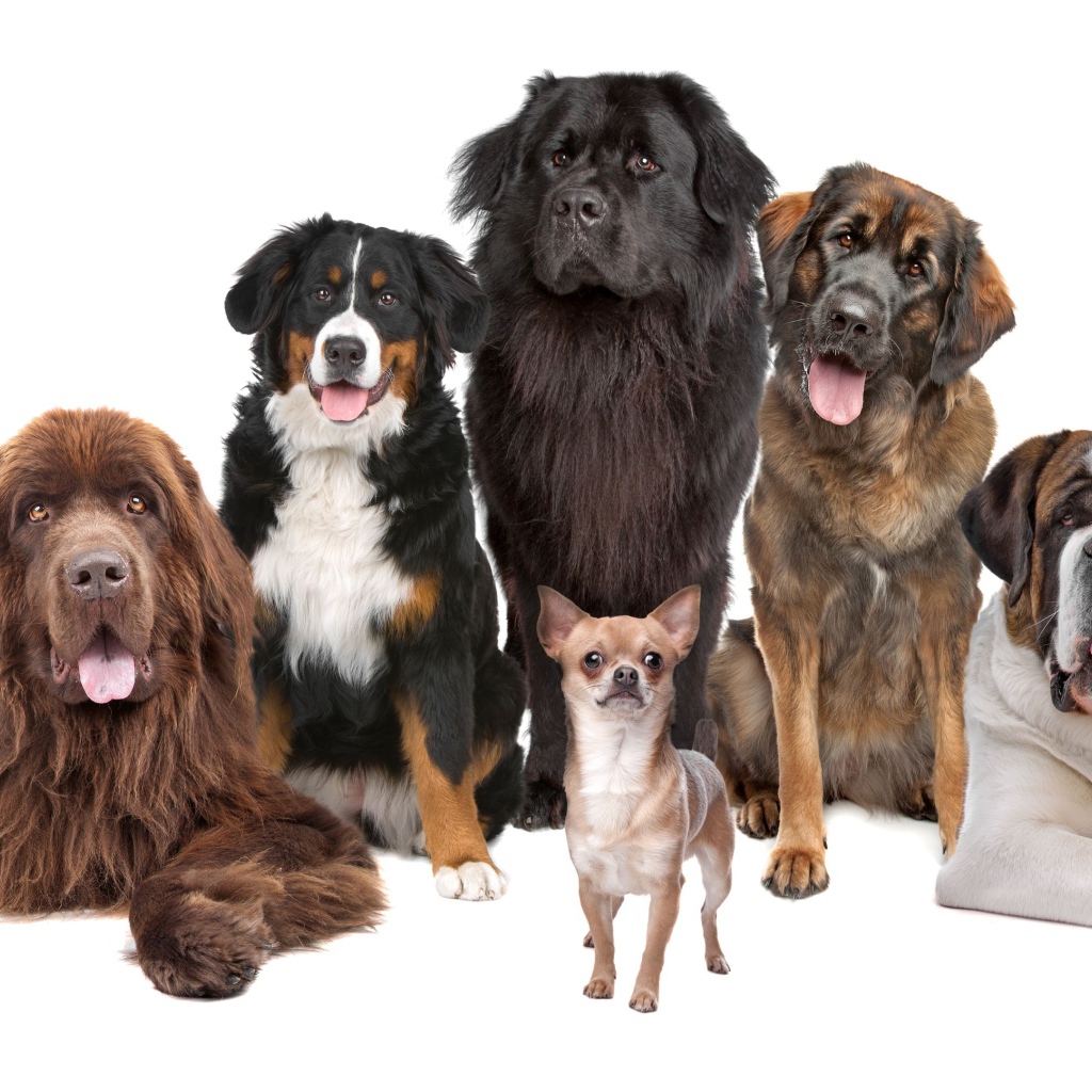 Собаки позируют для портрета на белом фоне