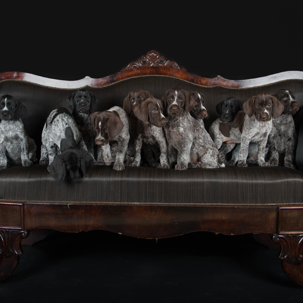 Щенки породы Дратхаар и Курцхаар сидят на кожаном диване 