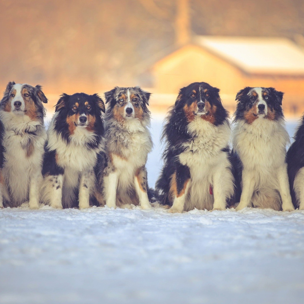 Собаки породы английская овчарка на снегу 