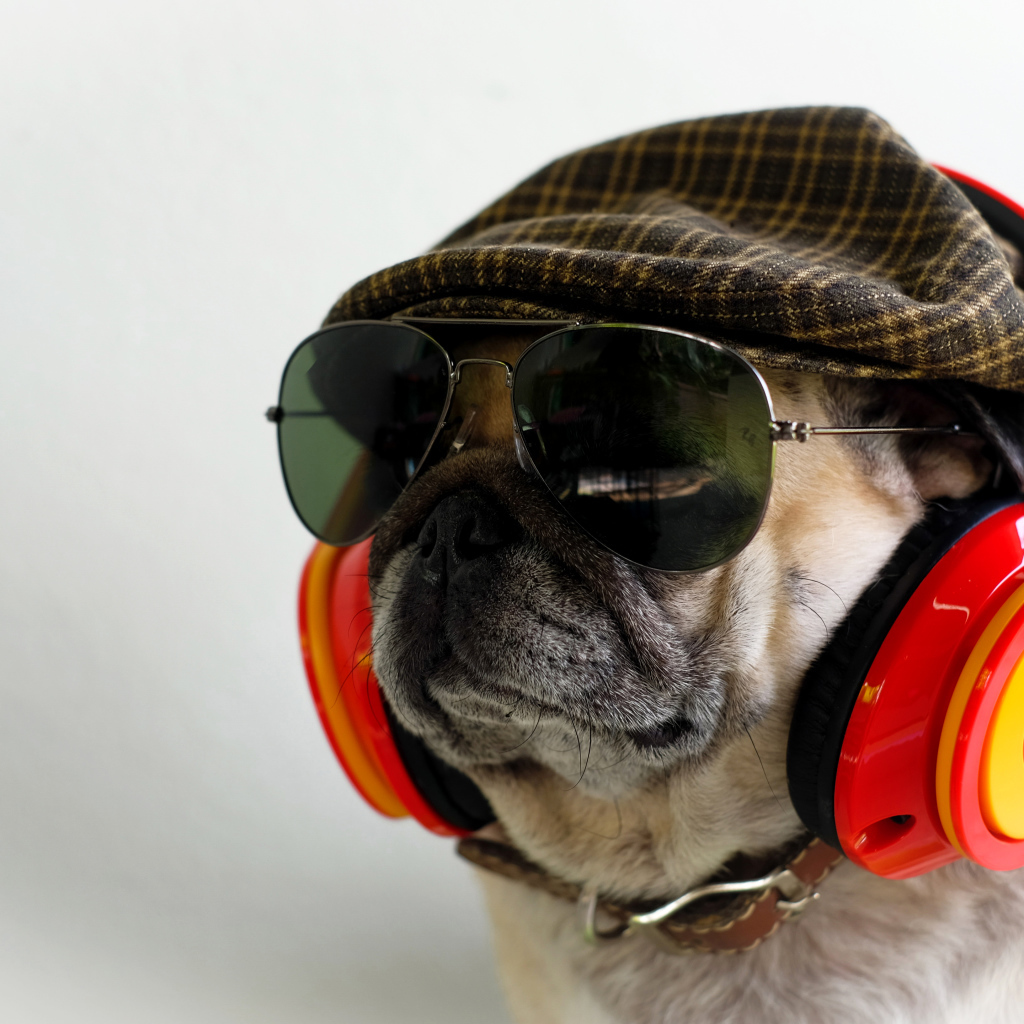 Английский бульдог в наушниках, очках и кепке 