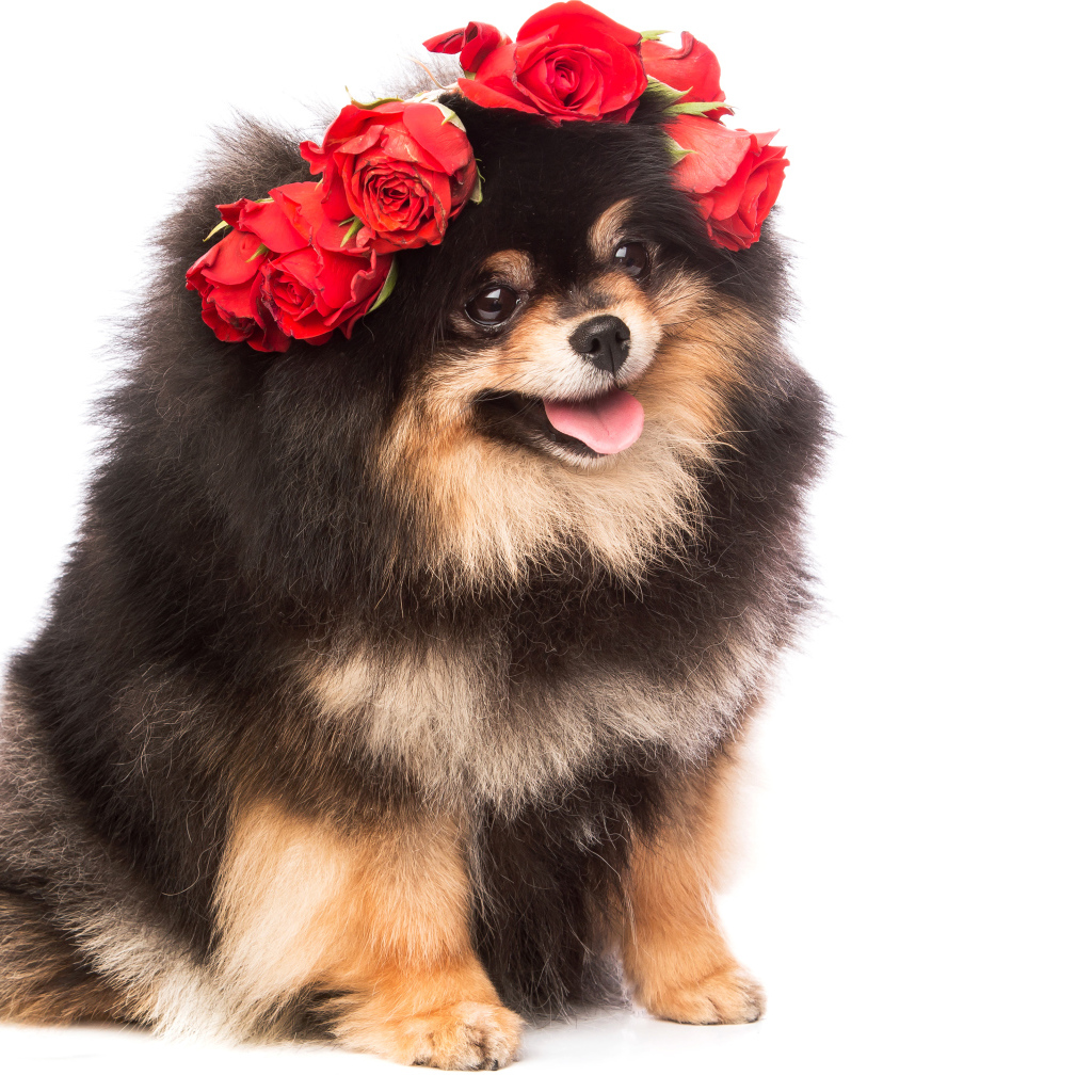 Пушистый шпиц с высунутым языком с розами на голове