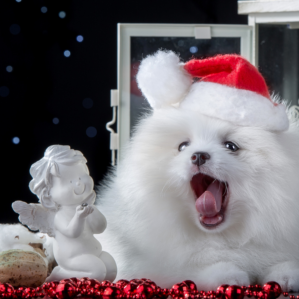 Пушистый белый шпиц с новогодним декором, символ нового года 2018