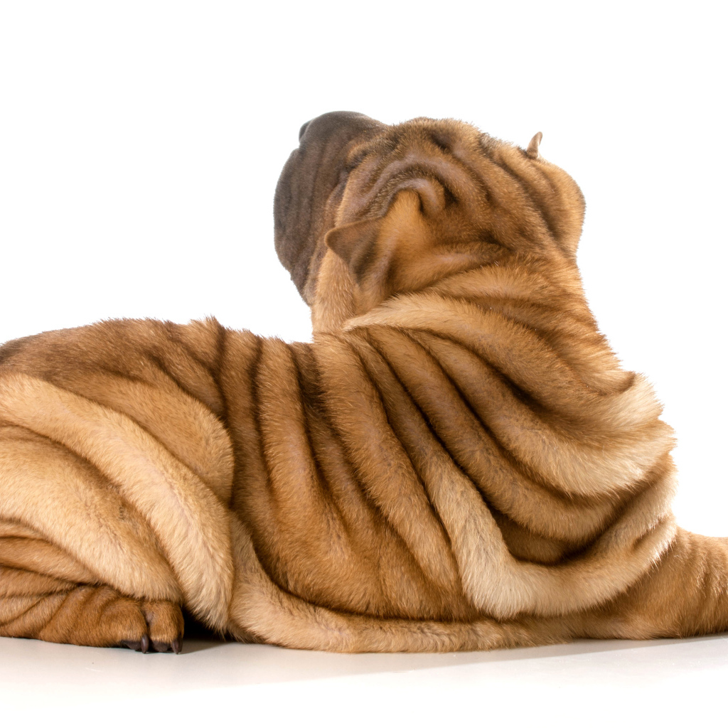 Складки на спине у собаки породы шарпей фото на белом фоне