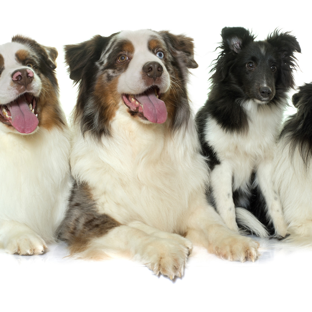 Четыре собаки породы Австралийская овчарка на белом фоне