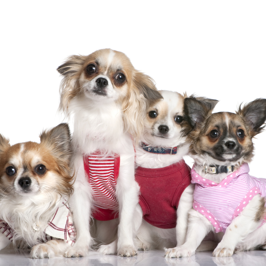 Четыре собаки породы чихуахуа в костюмах на белом фоне
