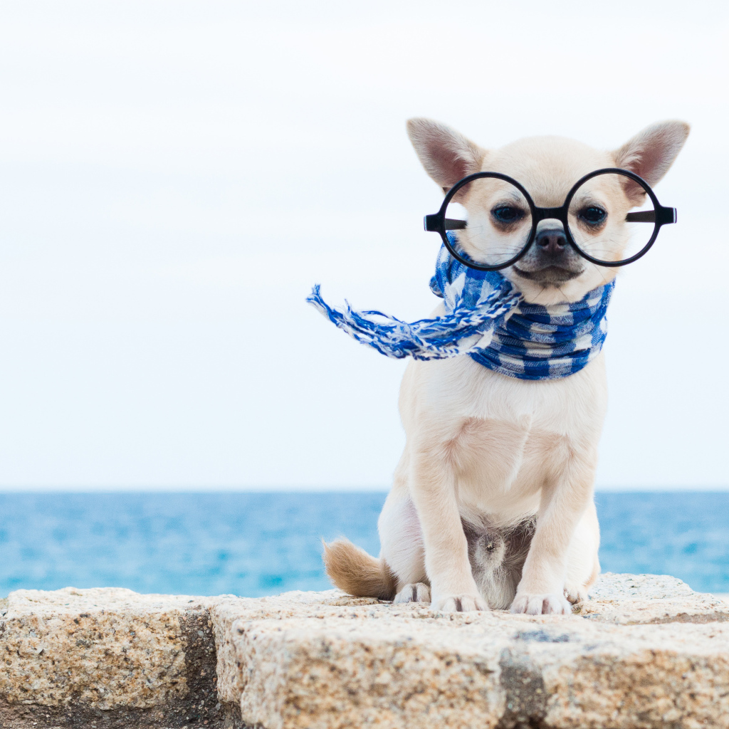 Смешной чихуахуа в больших очках и синем шарфе