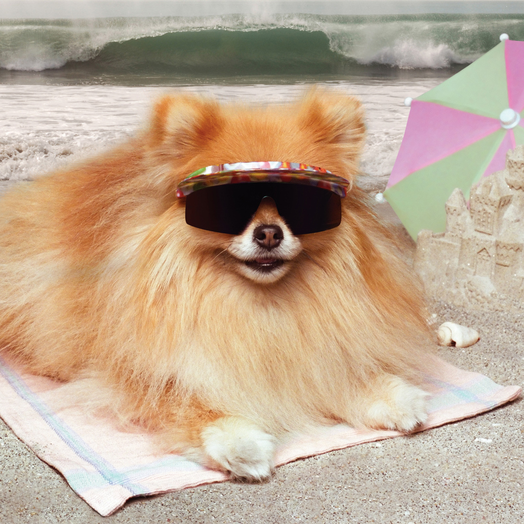 Смешной шпиц в очках загорает на пляже