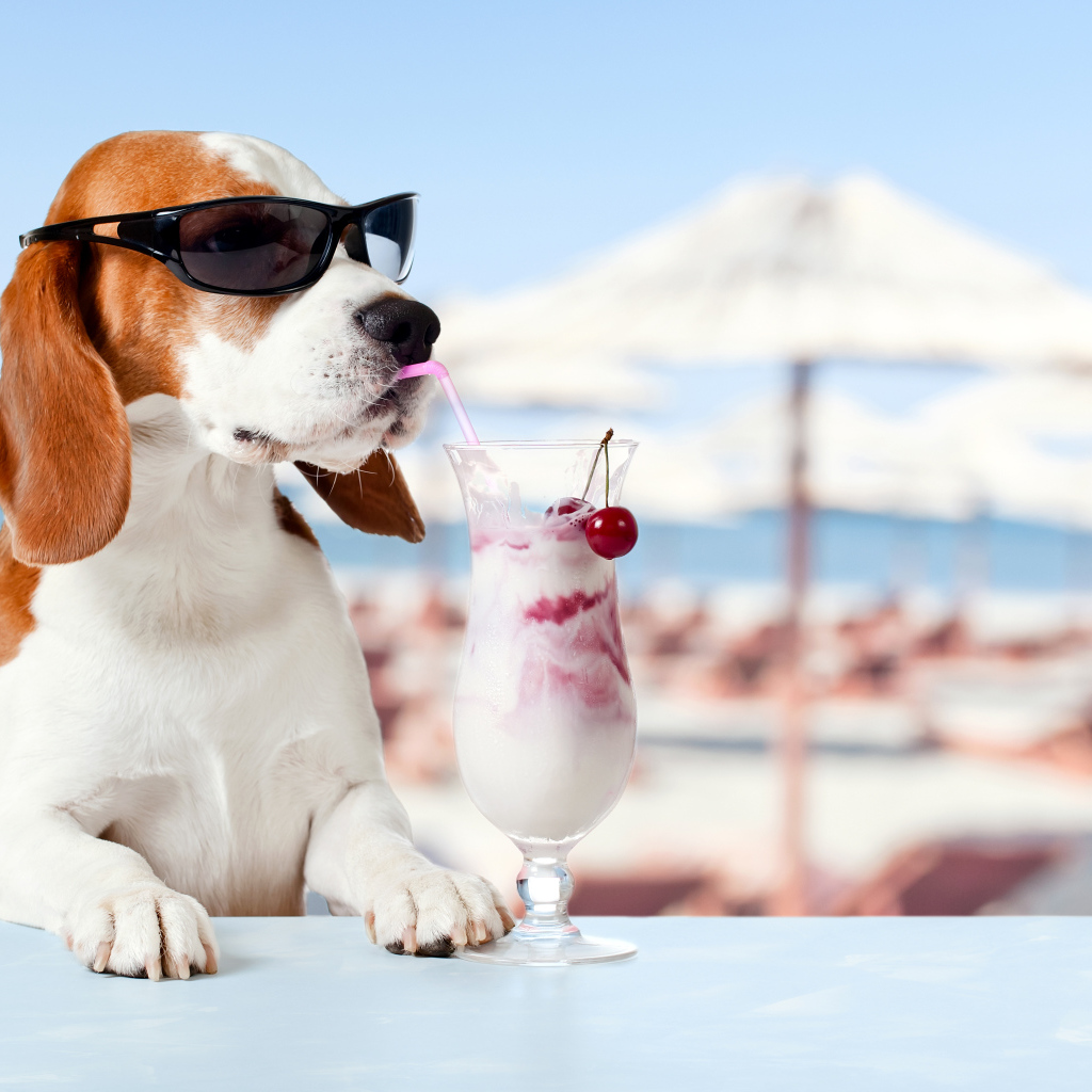 Забавный пес породы бигль в очках пьет коктейль из трубочки