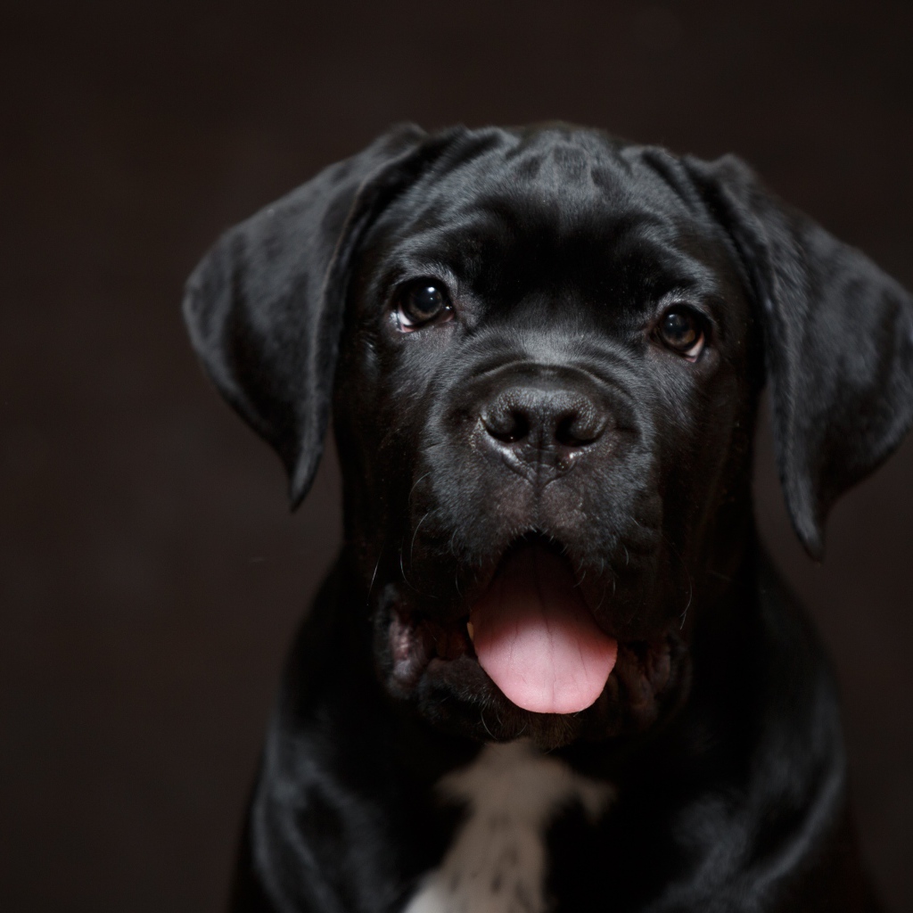 Забавная морда черного щенка 