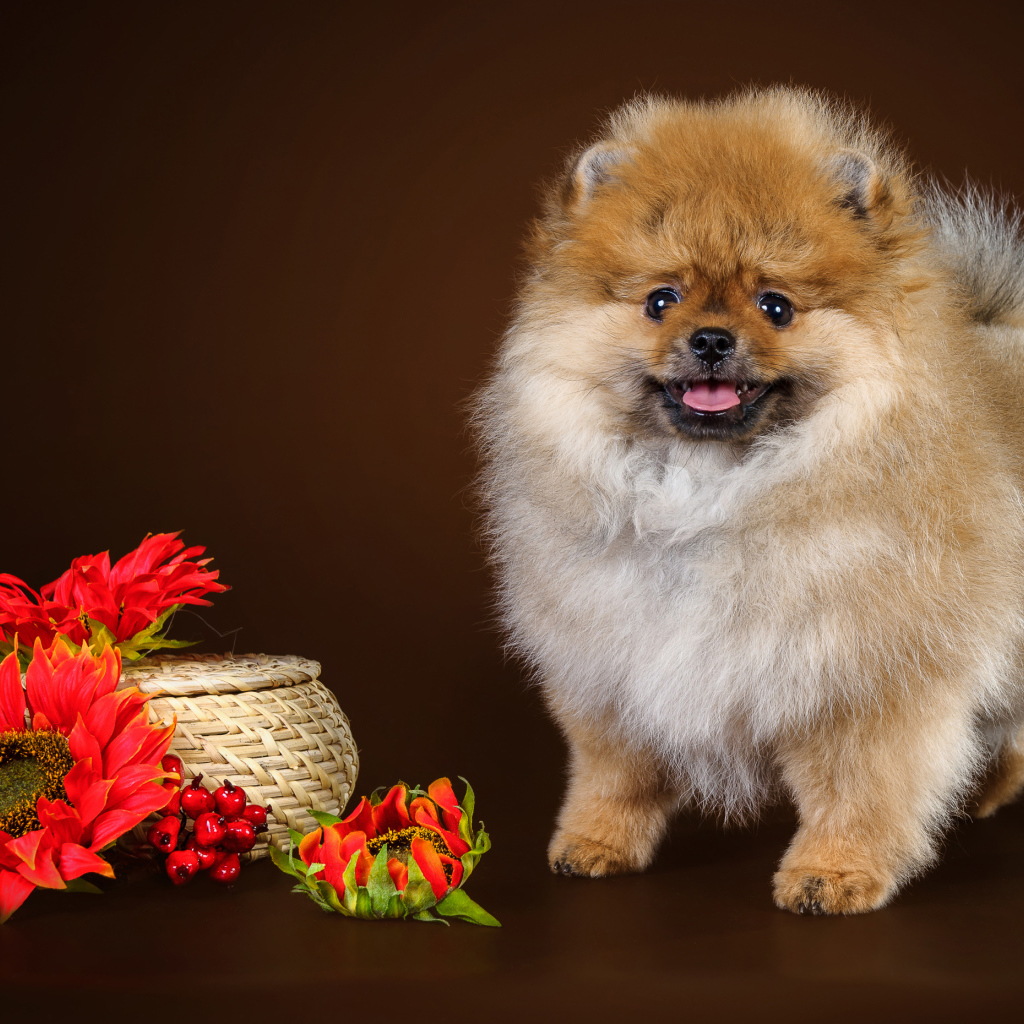 Забавный пушистый шпиц с красными цветами