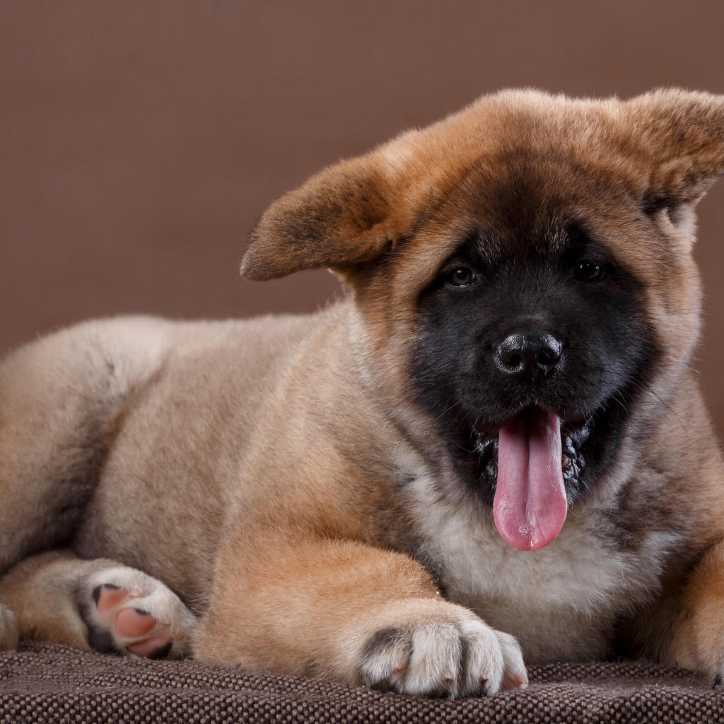 Забавный маленький щенок акита - ину  с высунутым языком