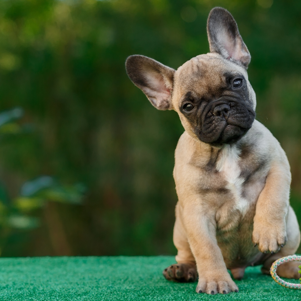 Забавный щенок французского бульдога с игрушкой