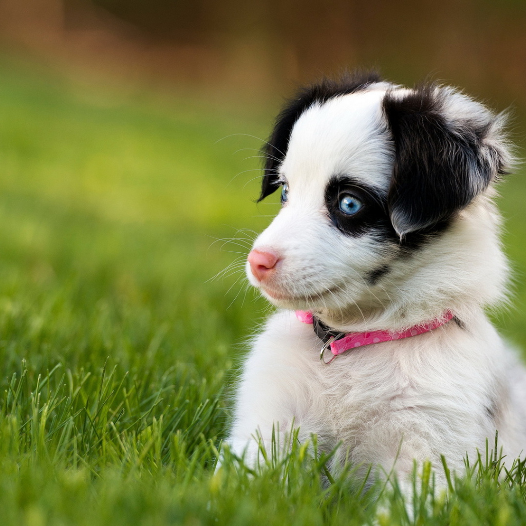 Забавный щенок с голубыми глазами сидит в зеленой траве
