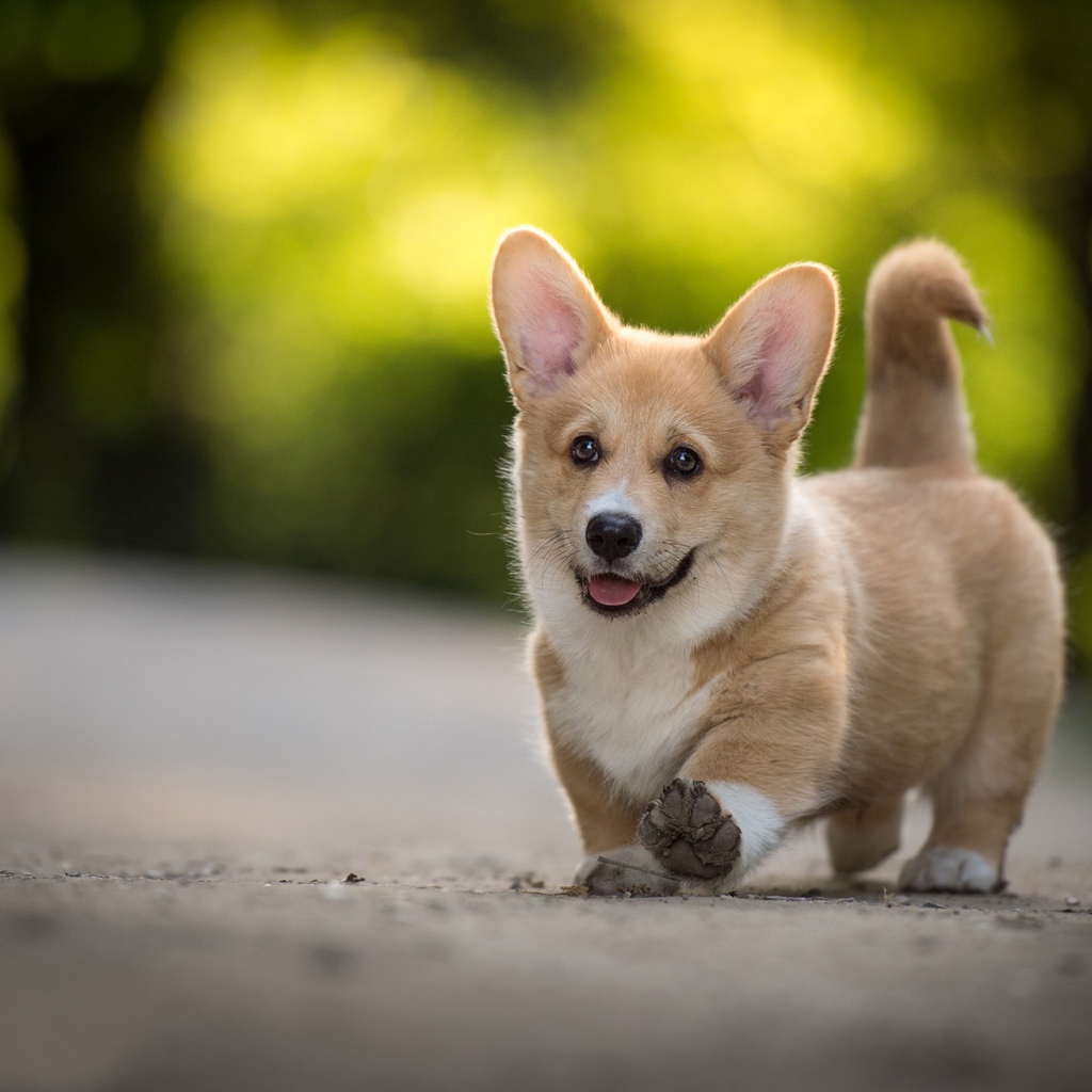 Забавный щенок вельш корги с высунутым языком