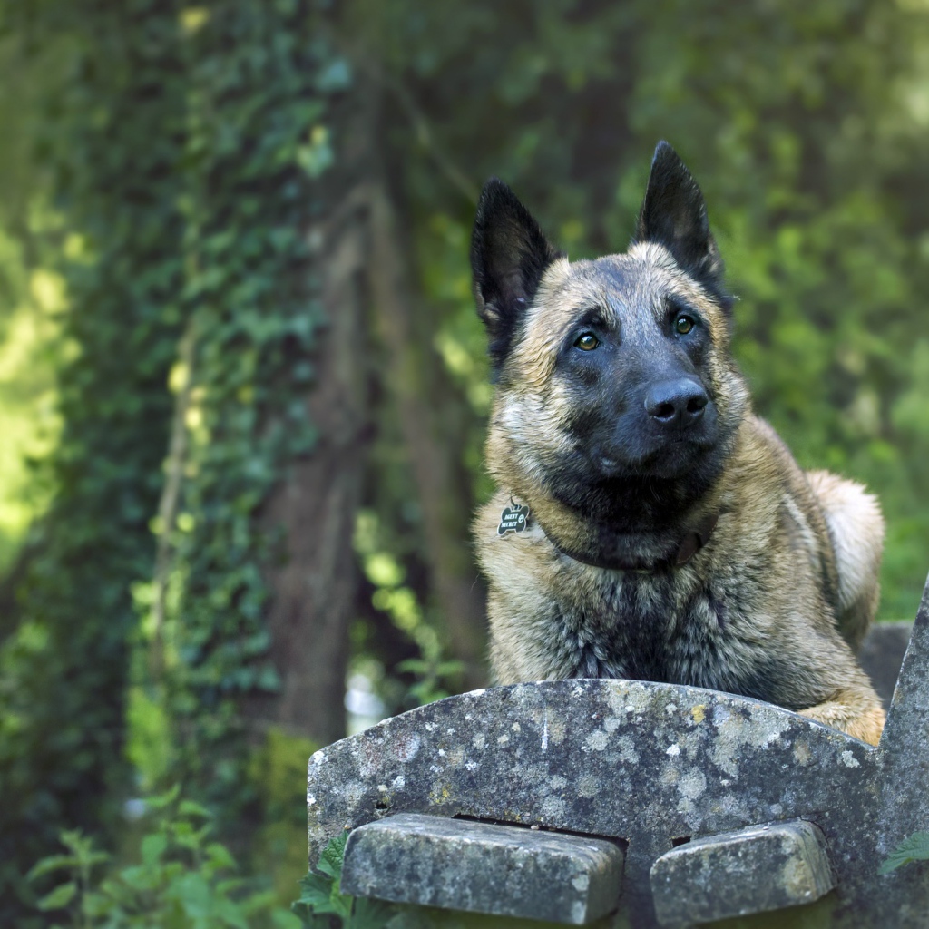 Собака породы немецкая овчарка на лавке 