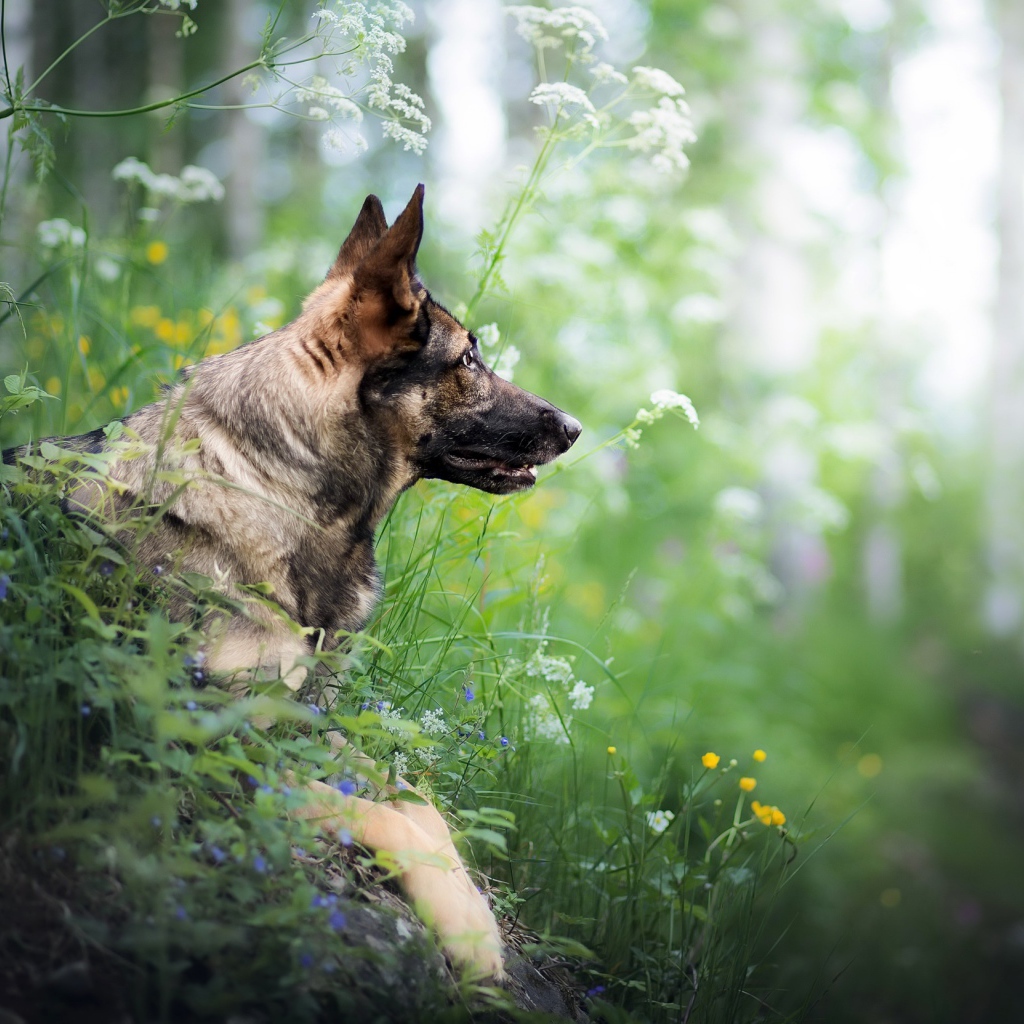 Немецкая овчарка сидит в засаде в зеленой траве