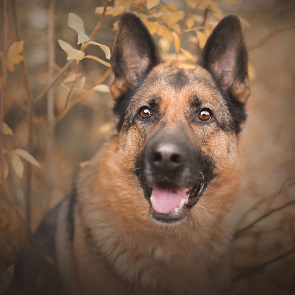 Немецкая овчарка с открытым ртом  смотрит на хозяина