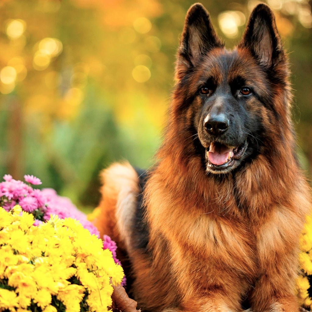 Немецкая овчарка с высунутым языком с кустами хризантем