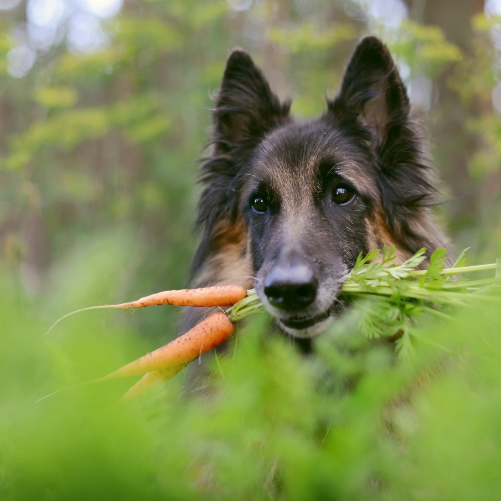 Немецкая овчарка с морковью в зубах 