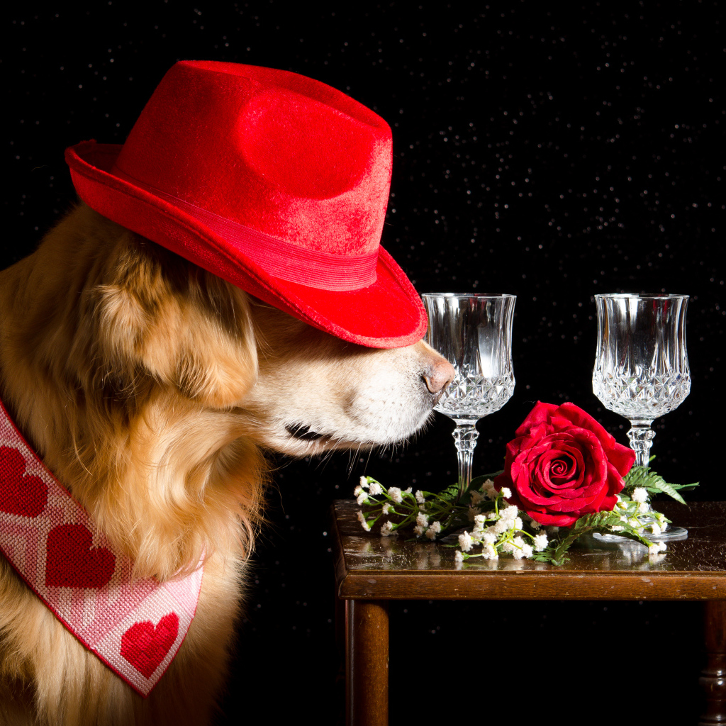 Золотистый ретривер в красной шляпе у стола