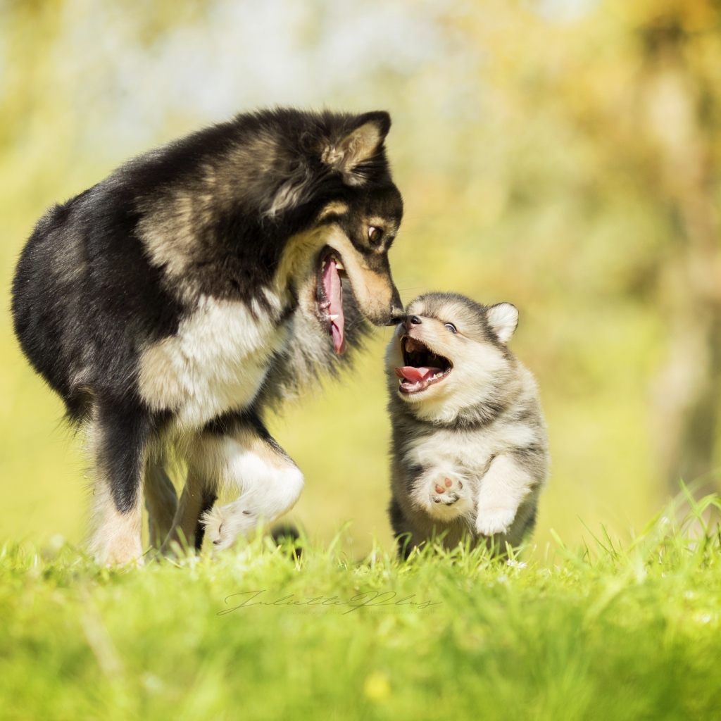 Серая большая собака с веселым маленьким щенком 