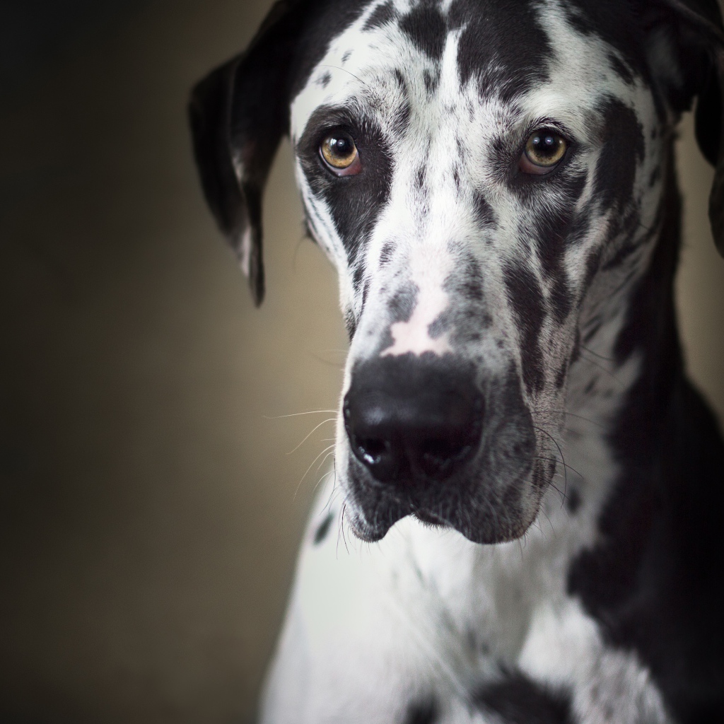 Большой немецкий дог с грустной мордой