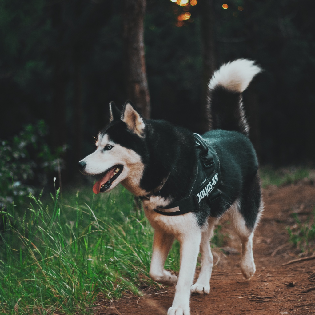 Собака породы хаски на прогулке