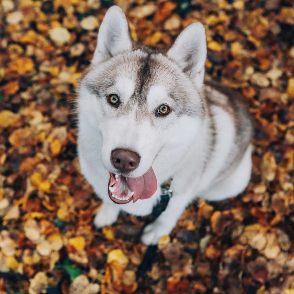 Хаски с высунутым языком смотрит на хозяина