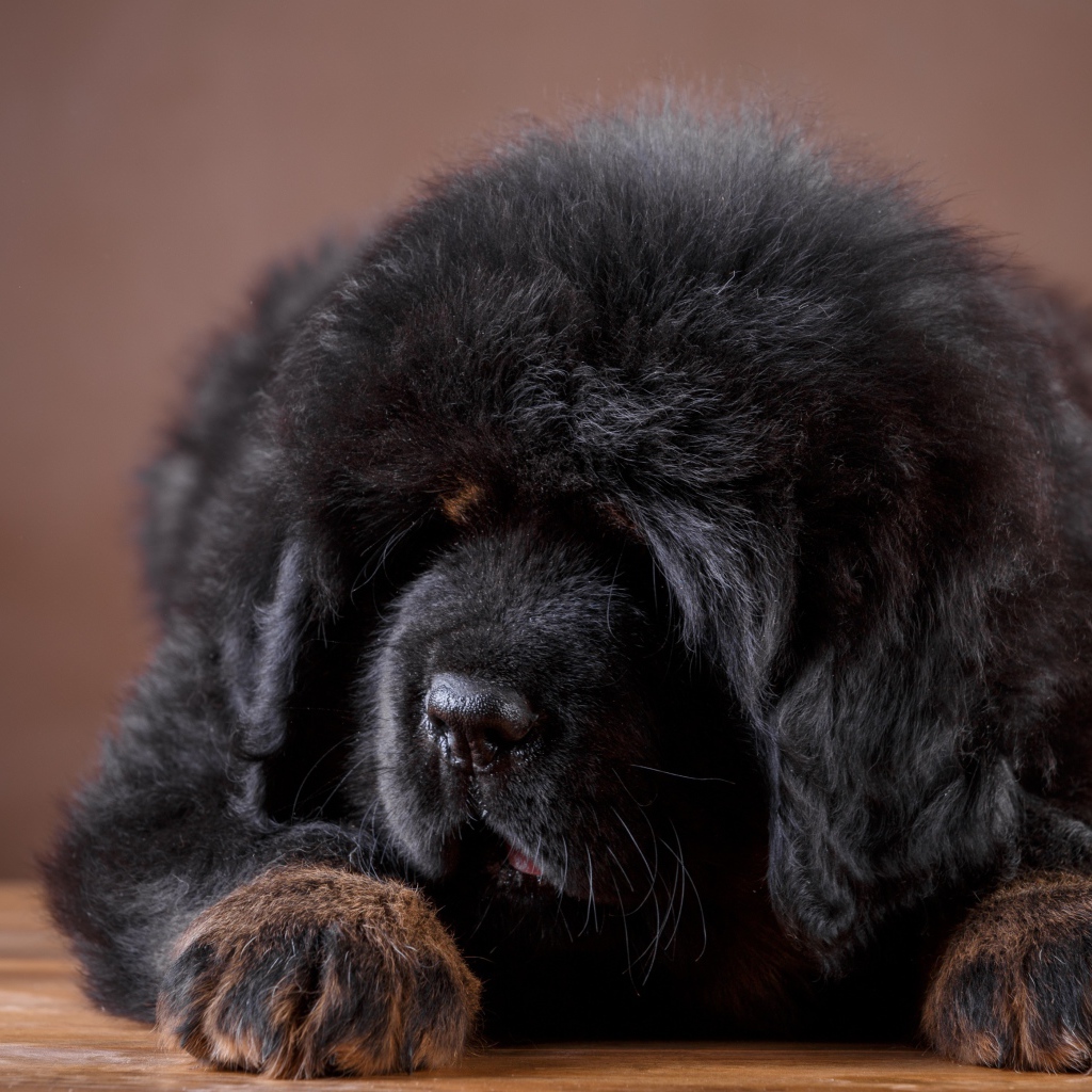 Большой пушистый черный щенок тибетского мастифа