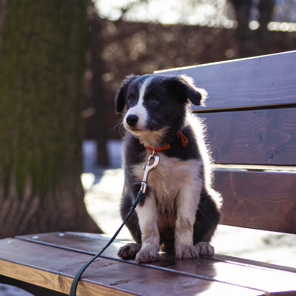 Маленький щенок бордер - колли сидит на лавочке