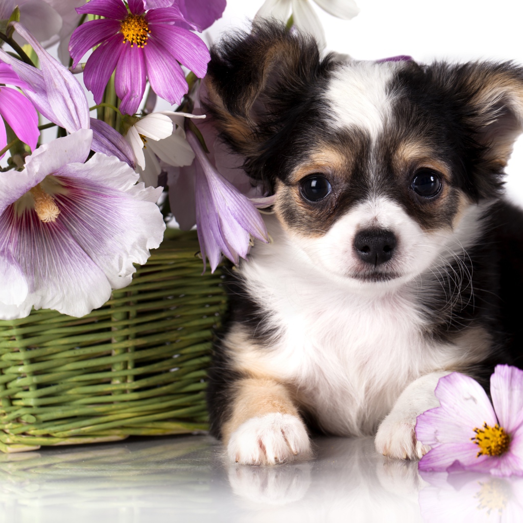 Little Chihuahua puppy with a basket of flowers of the Cosmos