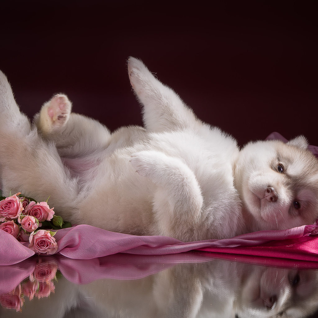 Маленький милый щенок хаски на розовом покрывале 