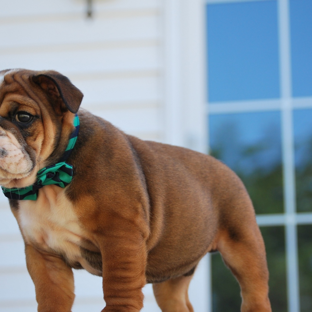 Маленький щенок английского бульдога на пороге 