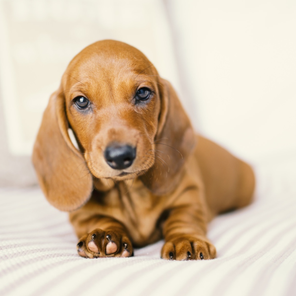 Маленький забавный щенок таксы на белом фоне 