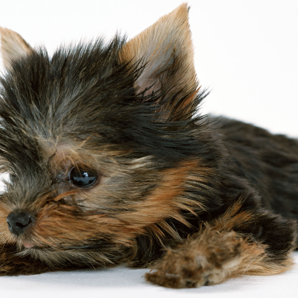 Маленький забавный щенок йоркширского терьера на белом фоне