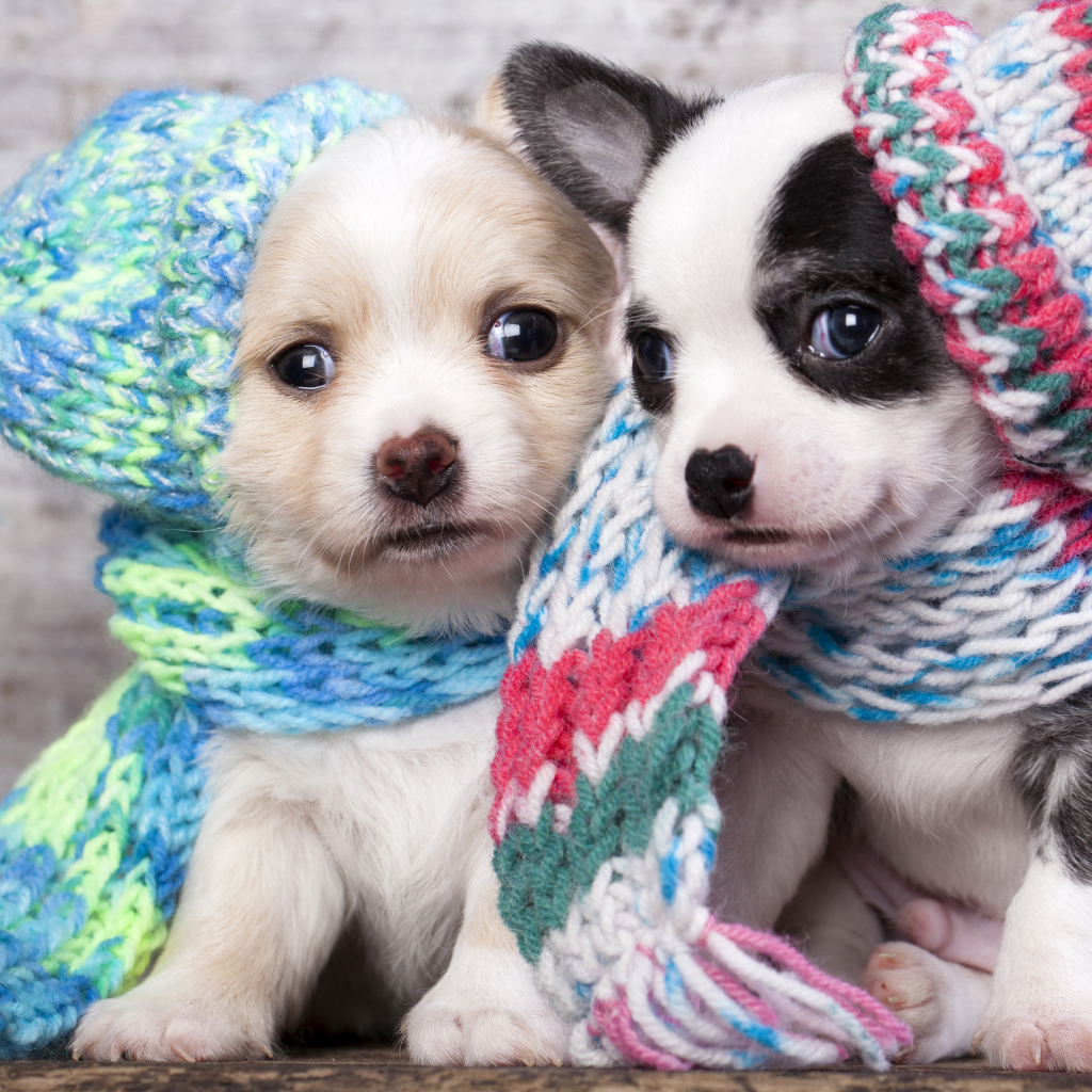Маленькие щенята в забавных вязаных шапках 