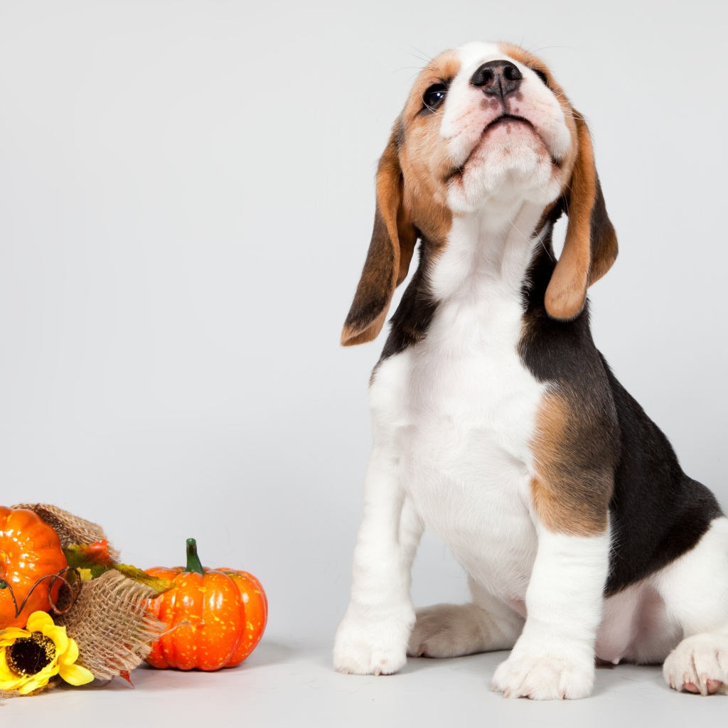 Маленький щенок бигля позирует на сером фоне