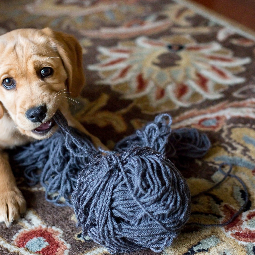Маленький щенок грызет нитки 