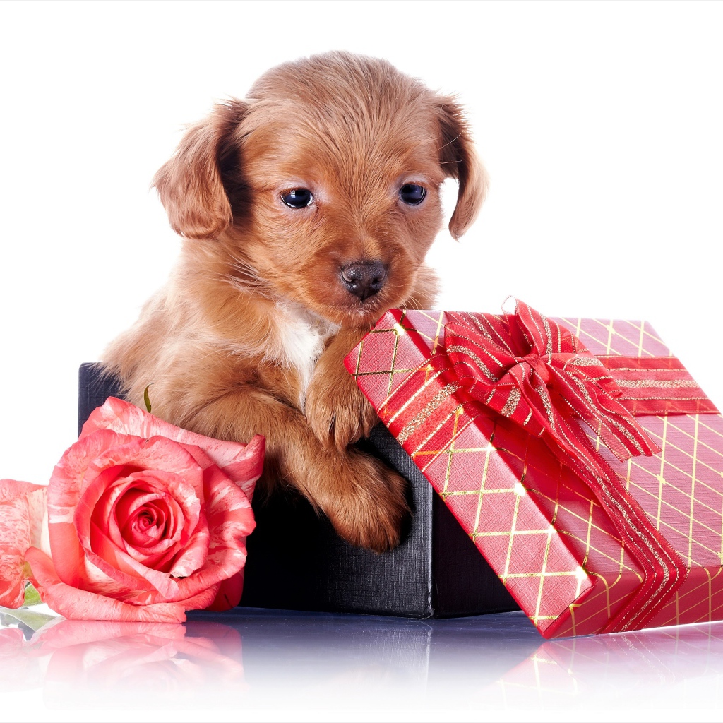 Маленький щенок в подарочной коробке с розой на белом фоне