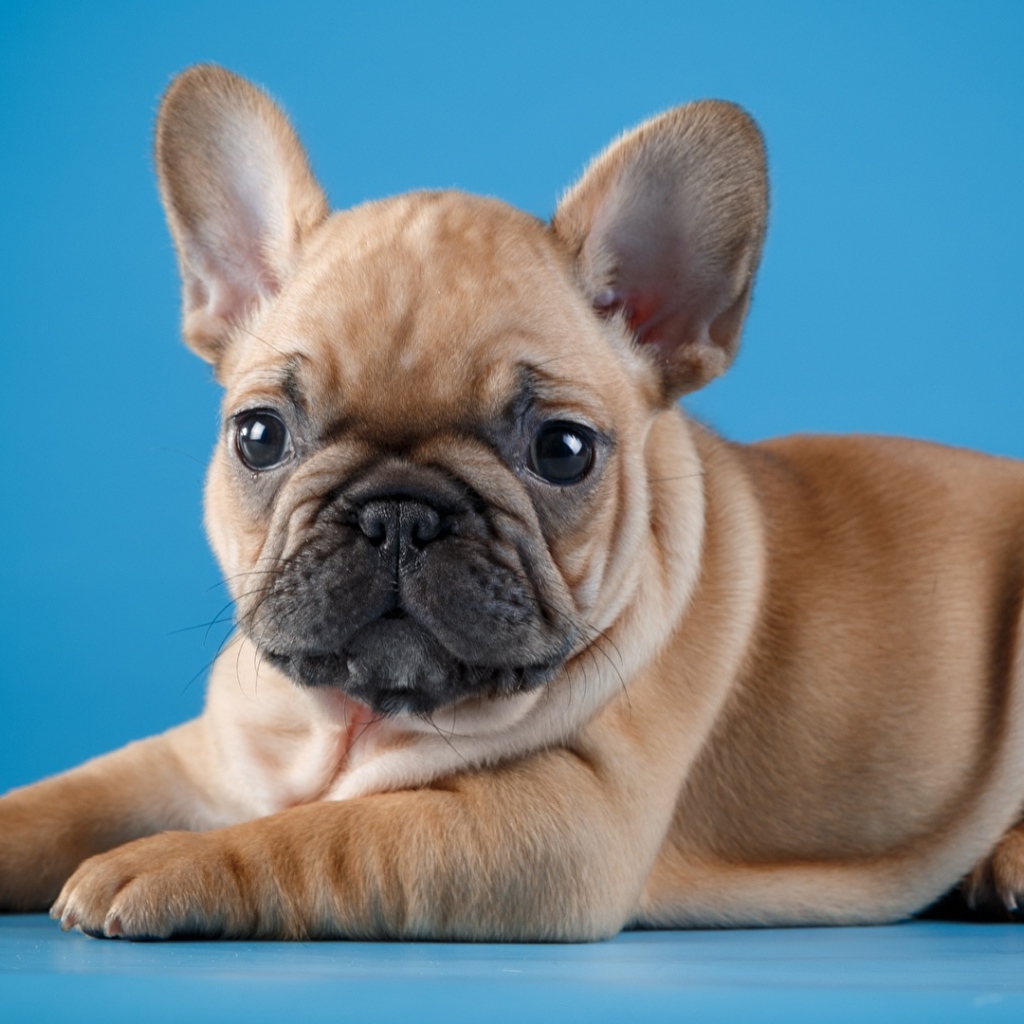 Маленький щенок французского бульдога на голубом фоне
