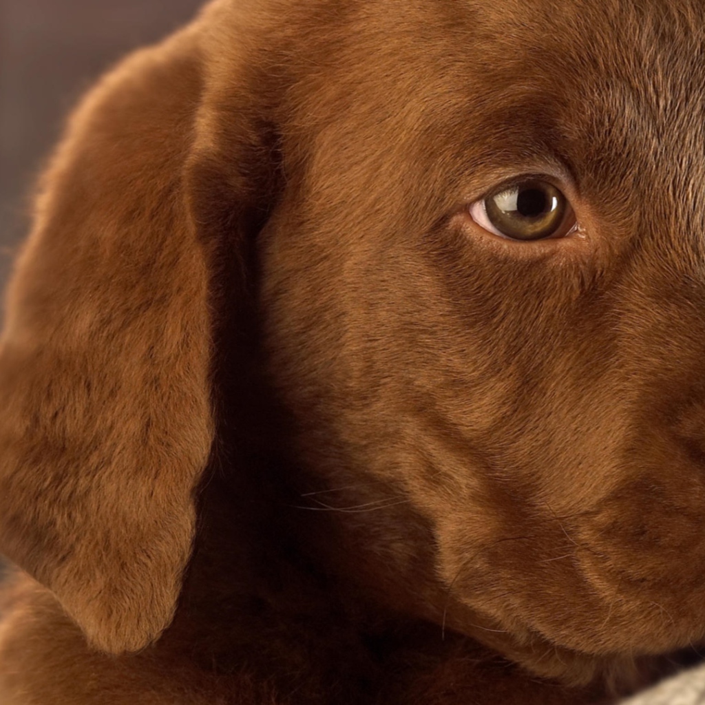 Маленький грустный коричневый  щенок лабрадора 