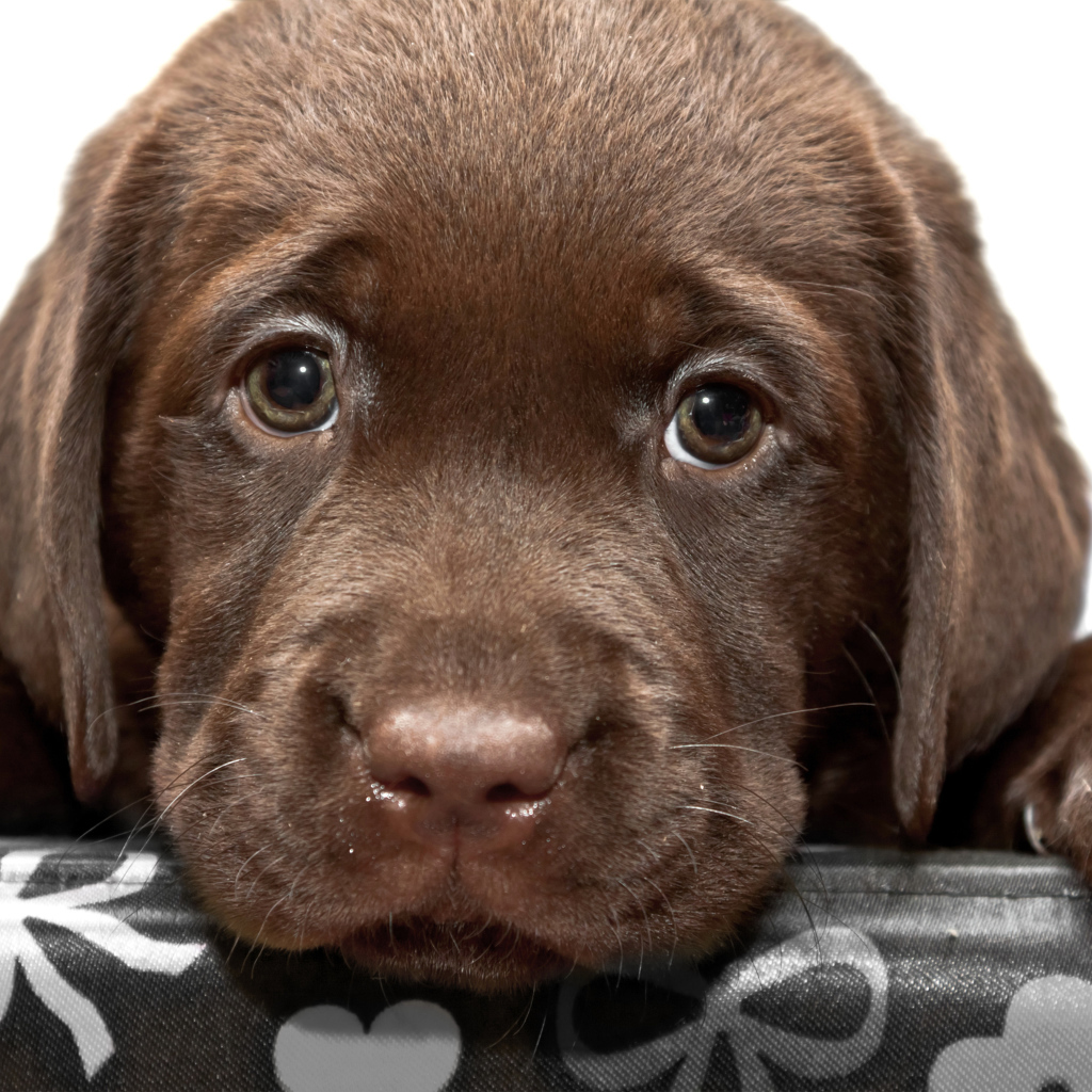 Маленький грустный коричневый щенок ретривера